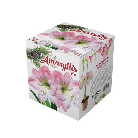 Degroot Amaryllis Gift Box Bulb Kit AY912A00